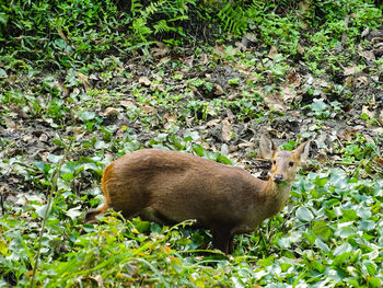 View of lion in forest