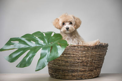 Portrait of puppy in basket