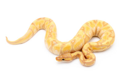 Close-up of snake against white background