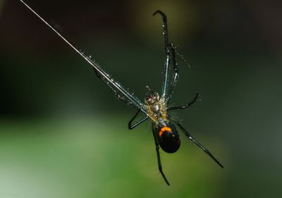 Close-up of insect on spider web