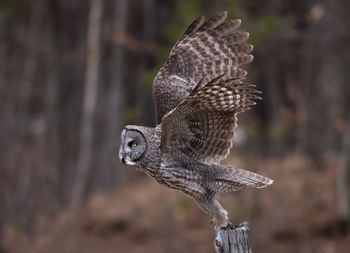 Owl taking off on wooden post against trees