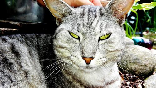 Close-up portrait of cat on sunny day