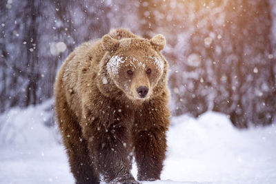Portrait of a dog in snow
