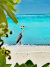 Flock of birds on beach