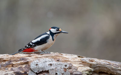 Close-up of bird perching on rock