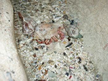 High angle view of stone wall