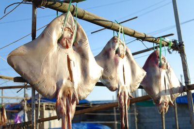 Close-up of clothes drying on clothesline