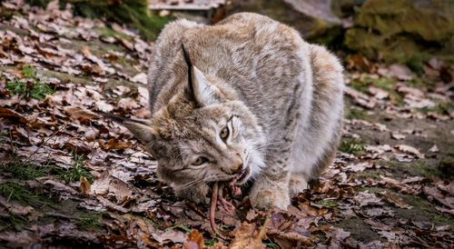 Close-up of a rabbit on land