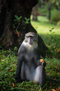 Monkey sitting on field