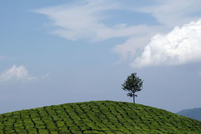 Plant growing on field against sky