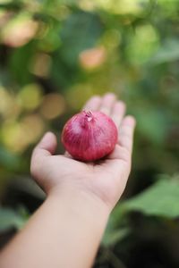 Close-up of hand holding apple