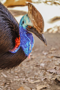 High angle view of a bird on field