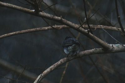Rear view of bird perching on tree during rainy season