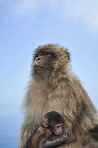 Monkey sitting on rock against sky