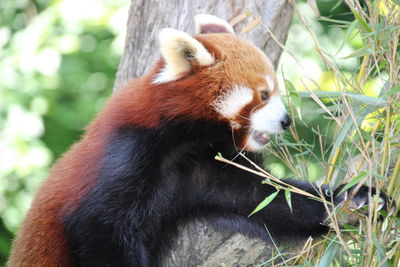 red panda