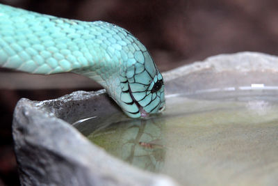 Close-up of snake