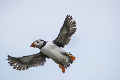 Low angle view of atlantic puffin flying against sky