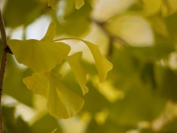 Close-up of yellow flowers