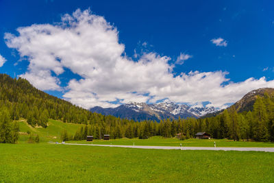 Scenic view of pine trees on field against sky