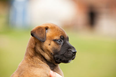 Close-up of a dog looking away