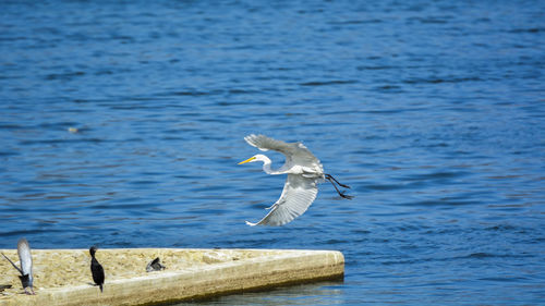 Swan flying over lake