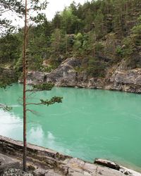 Scenic view of lake by trees in forest