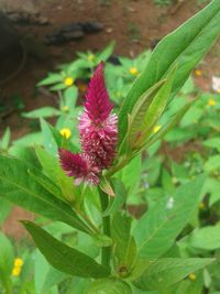 Close-up of pink flowers