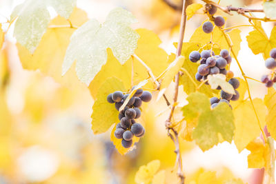 Close-up of grapes growing in vineyard