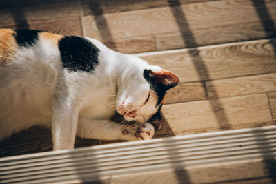 High angle view of cat sleeping