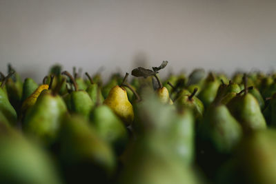 Yellow pear amongst other green pears