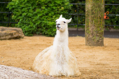 Portrait of an larma on field