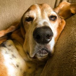 Close-up portrait of dog relaxing at home