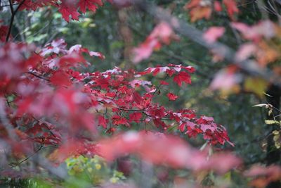 Close-up of red maple leaves on tree