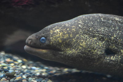 Close-up of fish underwater