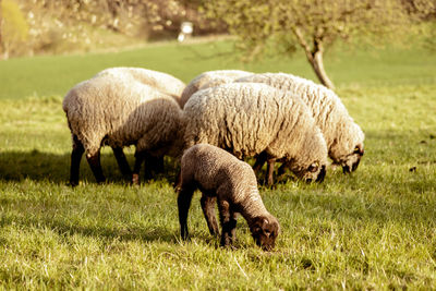 Flock of sheep on field. sheep and lamb on the meadow eating grass in the herd. farming outdoor. 
