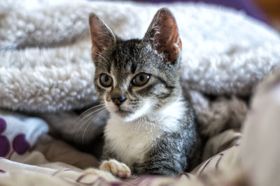 Portrait of cat sitting on bed at home