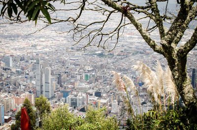 High angle view of trees and buildings in city