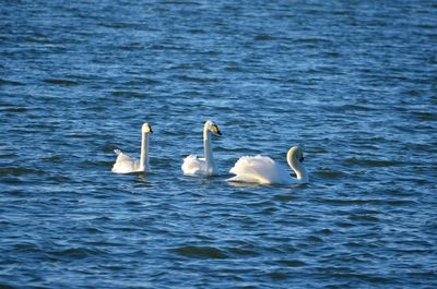 Swans swimming in lake