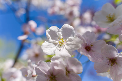 Close-up of cherry blossoms