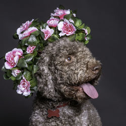 Close-up of dog with flowers against black background