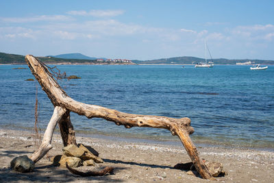 Driftwood on beach against sky