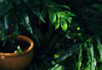 Close-up of potted plant