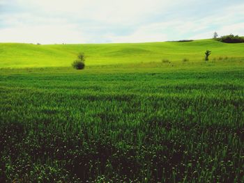 Scenic view of grassy field against sky