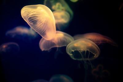 Close-up of jellyfish in sea