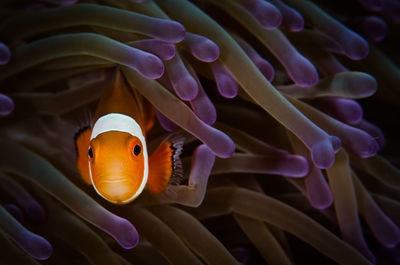 Close-up of fish swimming in sea