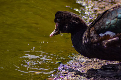 Close-up of duck swimming in lake