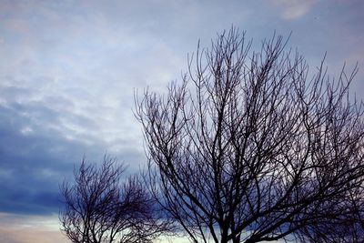 Low angle view of bare tree against sky