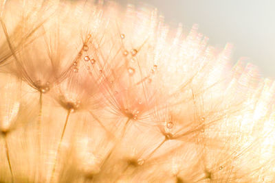 Macro shot of water drops on dandelion