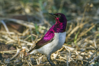 Close-up of a bird perching on a field