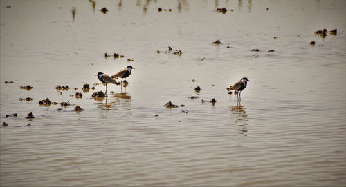 Ducks swimming in lake